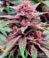 Tropicanna Poison F1 Fast Version (Sweet Seeds) семена конопли