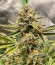 Apollo F1 Auto fem (RQS) семена конопли