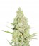 1024 fem (Medical Seeds) семена конопли
