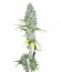 Afghani #1 reg (Sensi Seeds) семена конопли