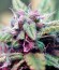 Семена марихуаны Auto Blackberry Kush