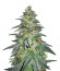 Bruce Banner #3 fem (Original Sensible Seeds) семена конопли