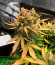 Bruce Banner Auto (Monster Genetics) семена конопли