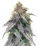 Bubba’s Gift fem (Humboldt Seeds) семена конопли