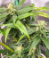 Dozy Doz fem (AlphaFem Seeds) семена конопли