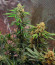 HighCloudZ Auto fem от Green House Seeds семена конопли