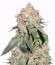 Jack Herer Auto fem (Trikoma Seeds) семена конопли