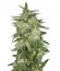 Lemon OG Haze fem (Nirvana Seeds) семена конопли