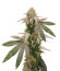 Микс Heavy Kickers Mix fem (Herbies Seeds) семян конопли