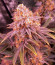 Orange Creampop fem (Humboldt Seed Company) семена конопли