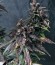 Dark Devil Auto fem (Sweet Seeds) семена конопли