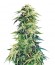 Super Hindu Kush reg (Sumo Seeds) семена конопли