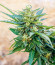 Auto CBG-Force fem (Dutch Passion) семена конопли