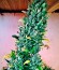 Auto Super Hash fem (Pyramid Seeds) семена конопли