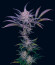 Blueberry Muffin fem (Humboldt Seed Company) семена конопли