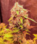 Jet Fuel Mandarine XL Auto fem (Sweet Seeds) семена конопли