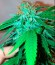 Kripple Roulette fem (Dr. Krippling Seeds) семена конопли