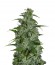 Master kush reg (Dutch Passion) семена конопли