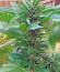 Original Amnesia Autoflowering fem (Dinafem Seeds) семена конопли