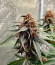 Papaya Zoap Auto fem (Sweet Seeds) семена конопли