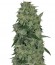 Osiris fem (Pyramid Seeds) семена конопли
