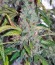 Sage 'n' Sour fem семена конопли