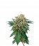 Shark Attack fem (Dinafem Seeds) семена конопли