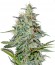White Lemon fem (Strain Hunters) семена конопли