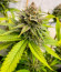 Fullgas fem (Green House Seeds) семена конопли