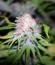 Appleberry fem (Sumo Seeds) семена конопли