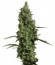 Atomical Haze fem (Paradise Seeds) семена конопли