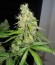 C99 fem (Female Seeds) семена конопли