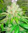 Семена каннабиса California Hash Plant