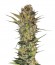 Lithium OG Kush fem (Nirvana Seeds) семена конопли