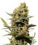 Купить семена каннабиса The Edge шишки