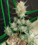 Wedding Glue Auto fem (FastBuds) семена конопли