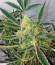 Black Jack Auto fem (Sweet Seeds) семена конопли