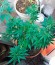 Auto Fresh Candy fem (Pyramid Seeds) семена конопли