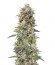 California Kush fem (00 Seeds) семена конопли