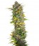 Cream Mandarine Auto fem (Sweet Seeds) семена конопли