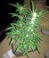 Lemon OG Haze Automatic fem (Nirvana Seeds) семена конопли