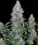 Motavation reg (Serious Seeds) семена конопли