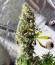 Royal Runtz fem (Royal Queen Seeds) семена конопли
