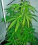 Santa Sativa fem (Dinafem Seeds) семена конопли