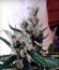 Black Jack F1 Fast Version fem (Sweet Seeds) семена конопли