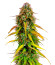 Auto Bruce Banner XXL fem (Advanced Seeds) семена конопли