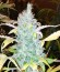 Auto Ak fem (Female Seeds) семена конопли