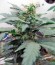 Fruit Autoflowering (Dinafem Seeds) семена конопли