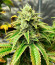 Gorilla Cookies Fast fem (High Speed ​​Buds) семена конопли
