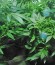 Krippleberry Auto fem (Dr. Krippling Seeds) семена конопли